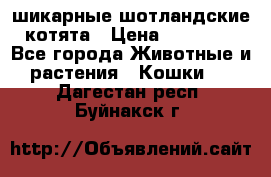 шикарные шотландские котята › Цена ­ 15 000 - Все города Животные и растения » Кошки   . Дагестан респ.,Буйнакск г.